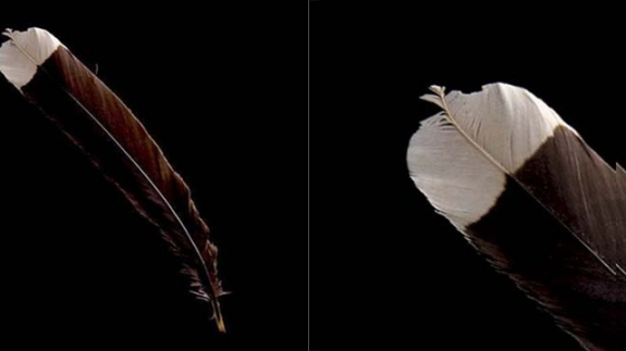 feather